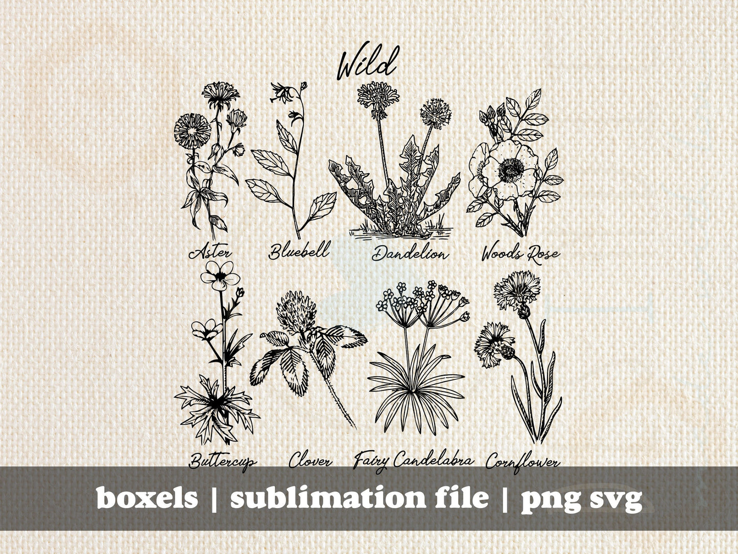 Wild Wildflowers Species With Names Simple Line Art | Instant Download | PNG SVG